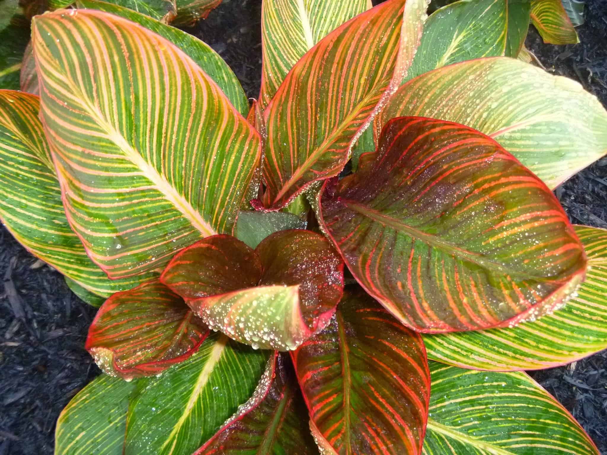 'Pink Sunburst's is a short canna introduced by DECO-Style.