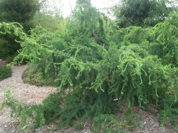 ‘Diana’ weeping larch is one of the unusual conifers on display.