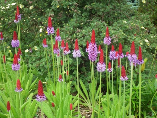 Primula vialii blooming in the perennial garden.