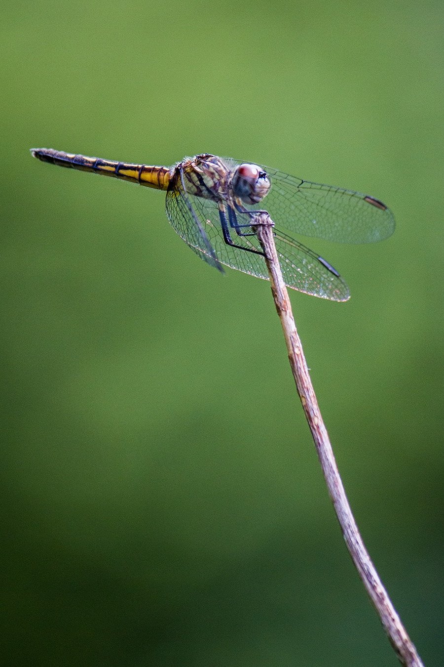 Dragonfly in garden (Photo by Brendan Zwelling)