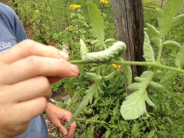 Excuse my out-of-focus photo, but this was the first time I had seen a hornworm. (Yup, I'm a new gardener!) This was the first one Linda found in her garden this year, and while she wasn't happy to see it, her chickens were thrilled with the find.