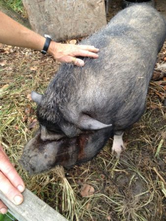 Joey, a rescue pig, was a highlight for me. He's on a diet, but lucky to be on a farm like Tree and Twig, since his version of a diet includes homegrown apples and greens.