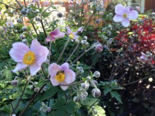 A happy bee on a Japanese anemone.