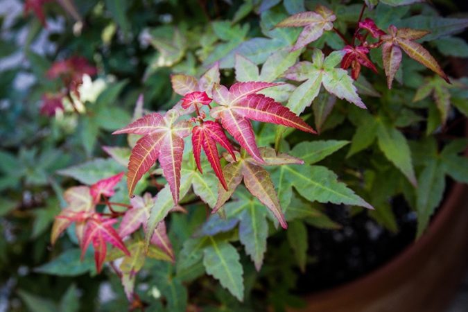 Dwarf Japanese maple (Acer palmatum ‘Beni-hime’) growing in a container. (Photo by Brendan Adam-Zwelling)