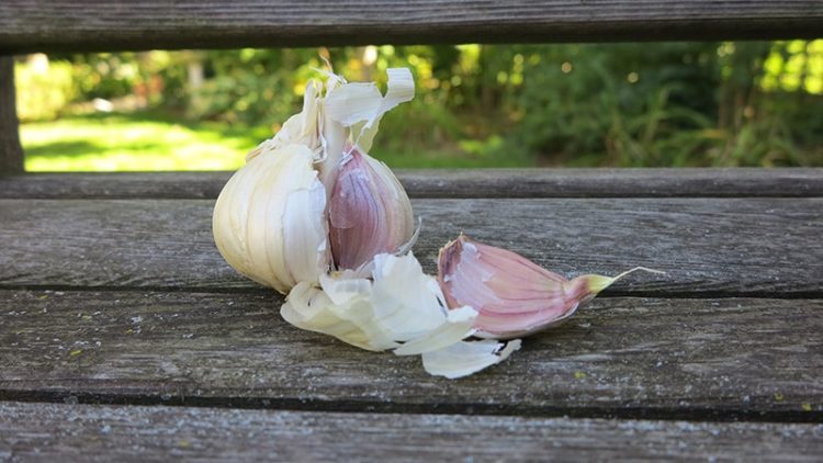 Plant garlic cloves in fall. (Garden Making photo)
