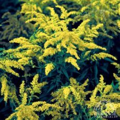 Golden Baby goldenrod (Photo from Heritage Perennials)