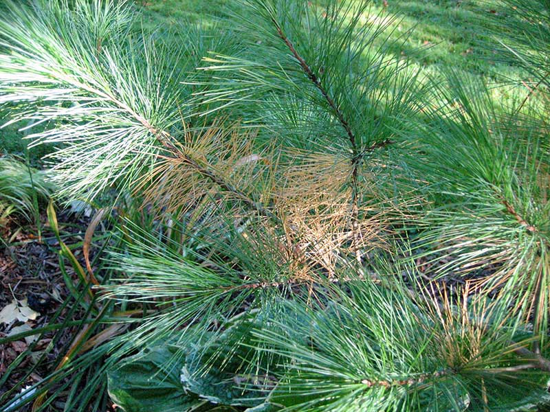 Conifer needles good for the soil