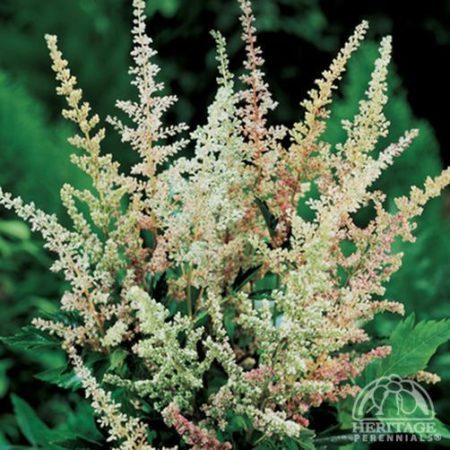 ‘Peaches and Cream’ astilbe (Photo courtesy of Heritage Perennials)