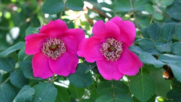 Rosa ‘Geranium’, a hybrid species (Photo by Brendan Adam-Zwelling)