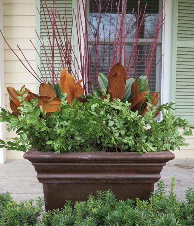 A layered look for winter, using branches of red-twig dogwood, southern magnolia and huckleberry. Boxwood would be a good substitute for the huckleberry. The container is viewed only from the front. (Garden Making photo)