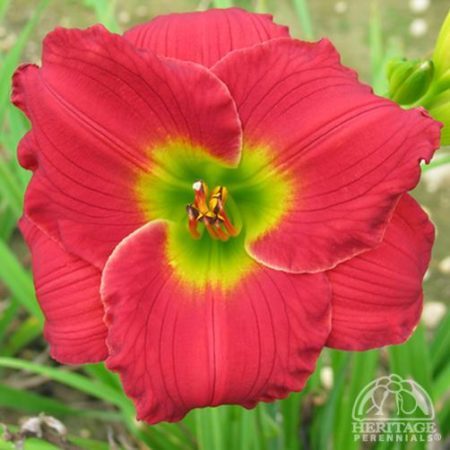Red Hot Returns daylily (Photo from Heritage Perennials)