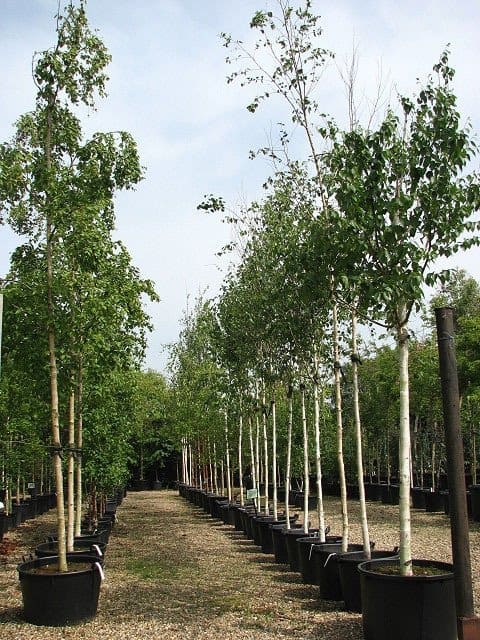 Select trees with evenly spaced branches and a straight central stem. (Photo by Geograph)