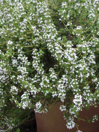 Thyme blossoms (Photo by Carol Pope)