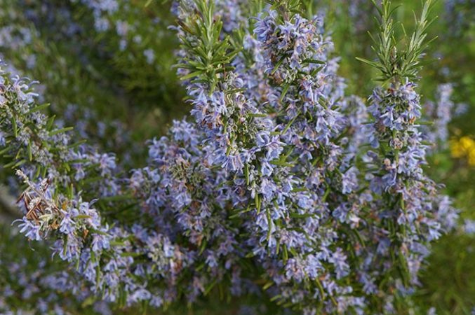 Rosemary in bloom (Photo by Carol Pope)