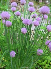 Chive blossoms (Photo by Carol Pope)