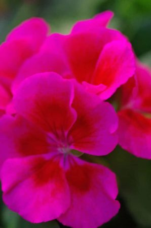 Calliope Crimson Flame geranium (Photo by Garden Making)