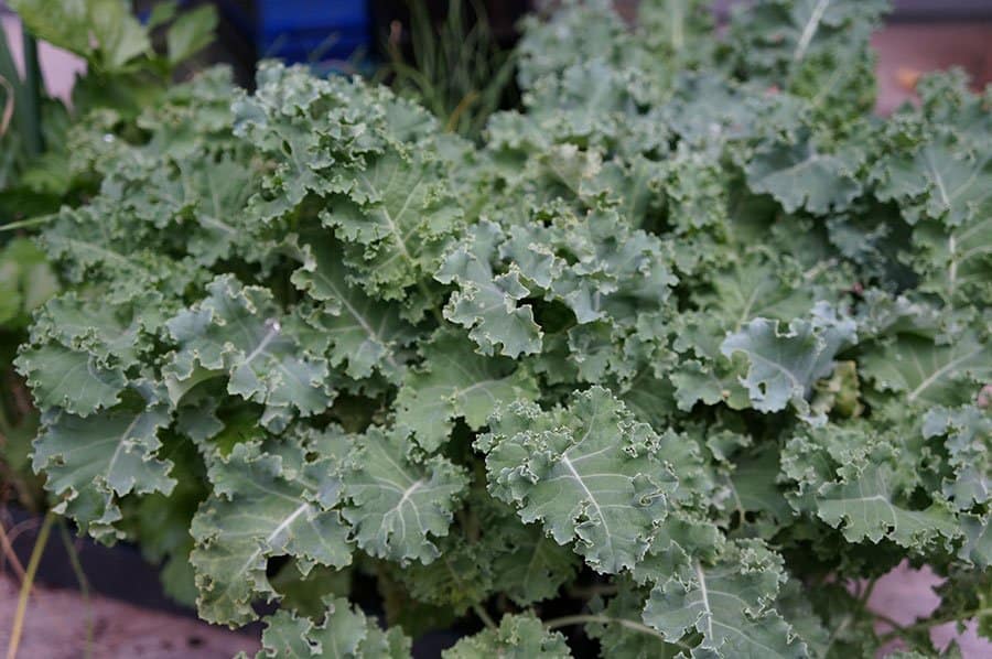 Scottish kale is highly ornamental (Photo by Carol Pope)