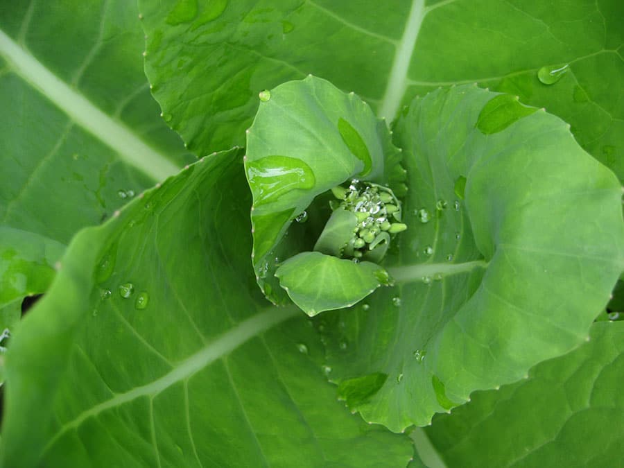 Portuguese kale bud with raindrops (Photo by Carol Pope)