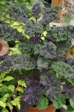Redbor kale grows well in containers (Photo by Carol Pope)