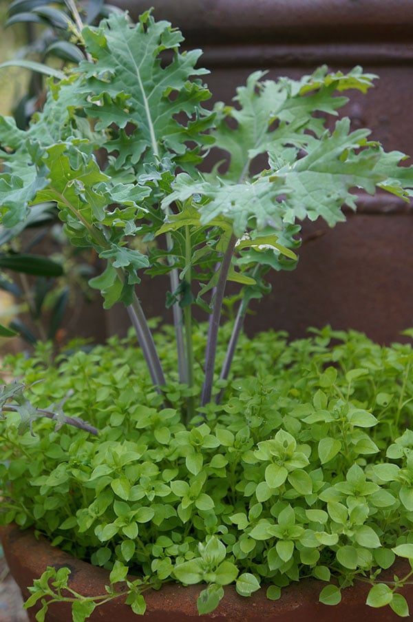 Chickweed and 'Red Russian' kale as a "thriller" plant.