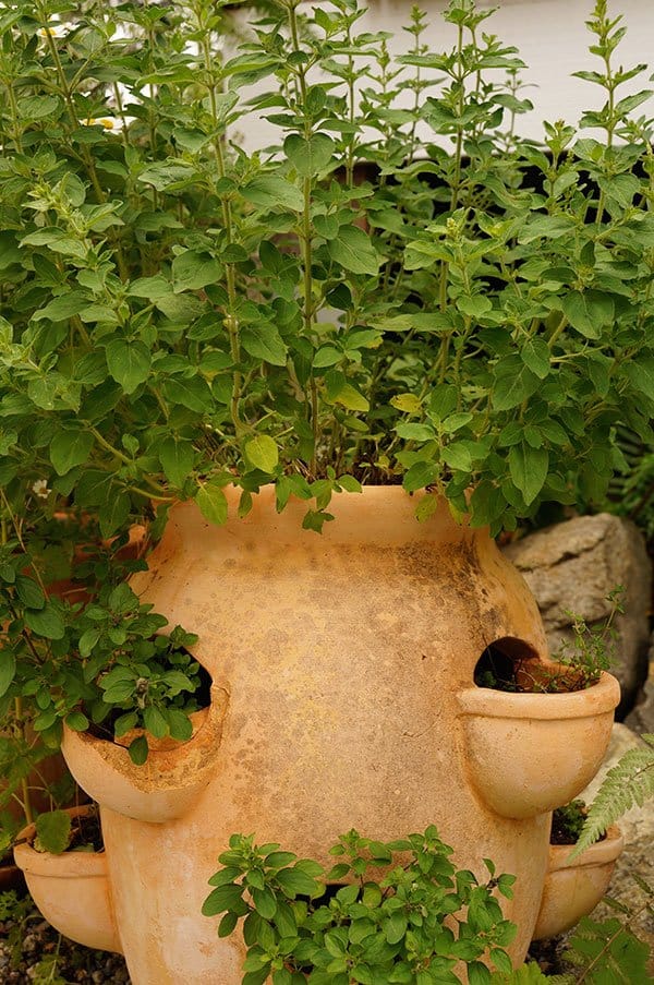 Greek oregano in a terracotta strawberry pot.