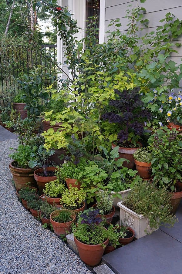 9 fabulous edibles for kitchen garden with container gardening