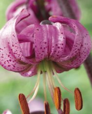 Martagon lily from Vesey's