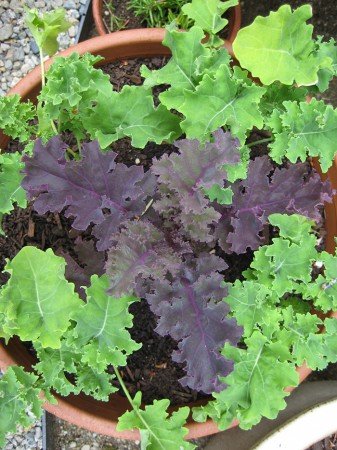 Kale in a container