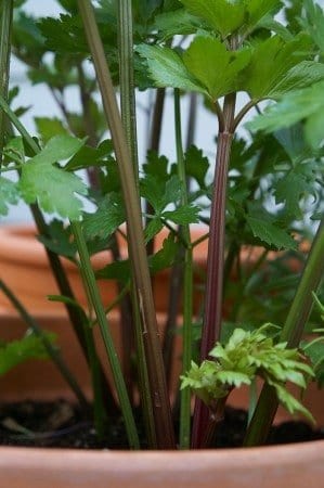 Celery growing in a container. (All photos by Carol Pope)