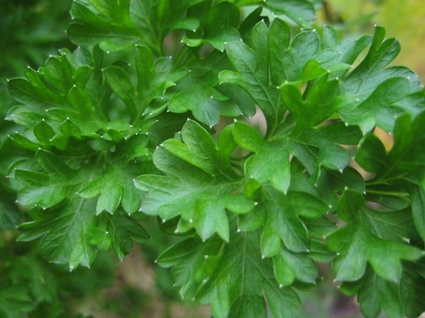 Parsley leaves
