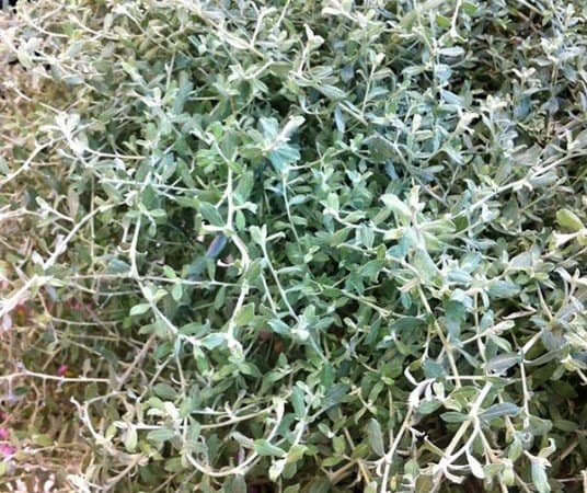 Silver Star helichrysum (Garden Making photo)