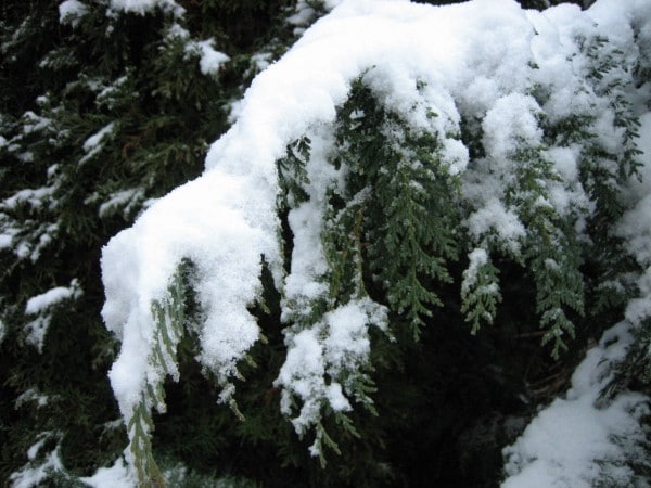 snow-on-evergreens