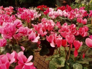 Cyclamen ready for holiday decor. (Photo by Fanghong from Wikipedia Creative Commons)