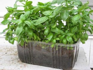 Basil growing in recycled salad container. (Photos by Carol Pope)