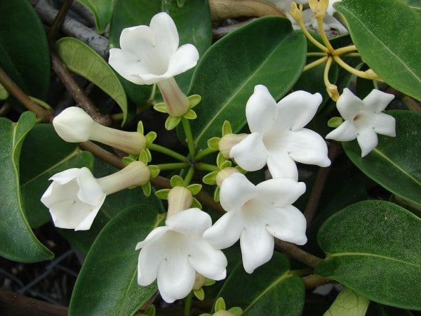 Stephanotis plants can be coaxed to rebloom.  (Photo by Forest & Kim Starr [CC-BY-3.0], via Wikimedia Commons)