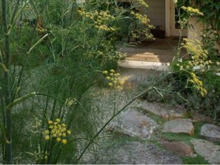 Fennel features ornamental flowers. (Photos by Carol Pope)