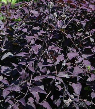 'Serious Black' clematis (Photo from LostHorizons)