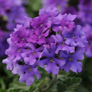 EnduraScape purple verbena (Photo from Ball Horticulture)