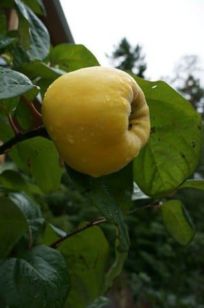 Quince (Photo by Carol Pope)
