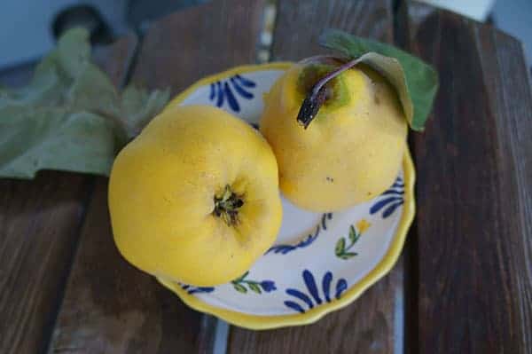 Quince fruit (Photo by Carol Pope)