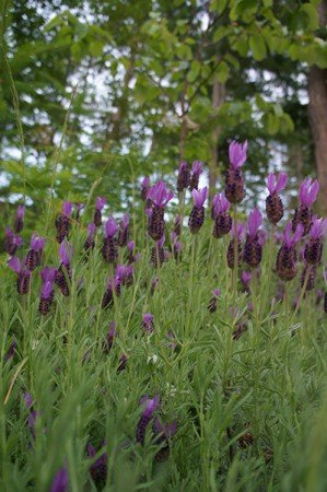 Spanish lavender under quince trees (Photo by Carol Pope)