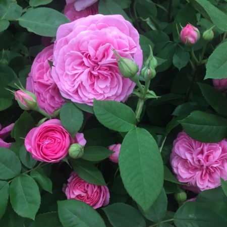 Gertrude Jekyll, a favourite David Austin rose.