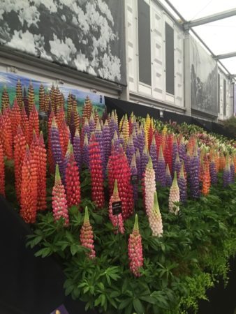 Lupines lined up like crayons in a box, ready to colour in a garden bed.