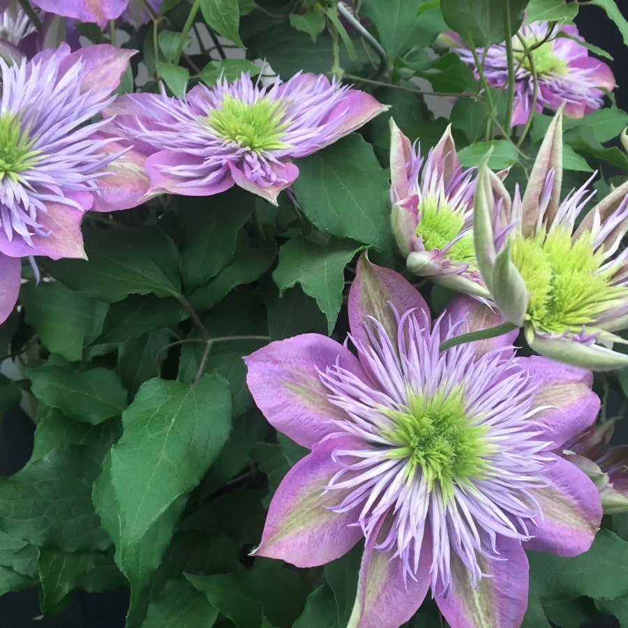 Dazzling Crystal Fountain clematis at the Raymond Evison display. Blooms the size of salad plates.