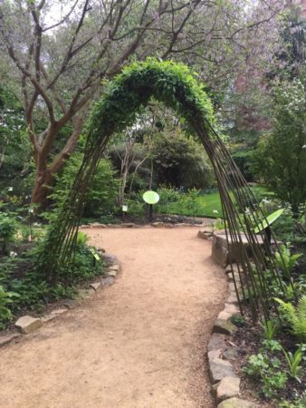 One of the living arches in a relatively new section of the garden devoted to woodland plants.