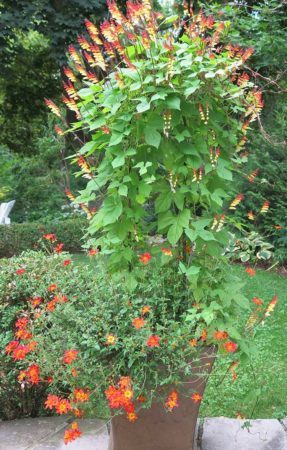 An annual vine in a container, such as Spanish flag, makes a great thriller plant.