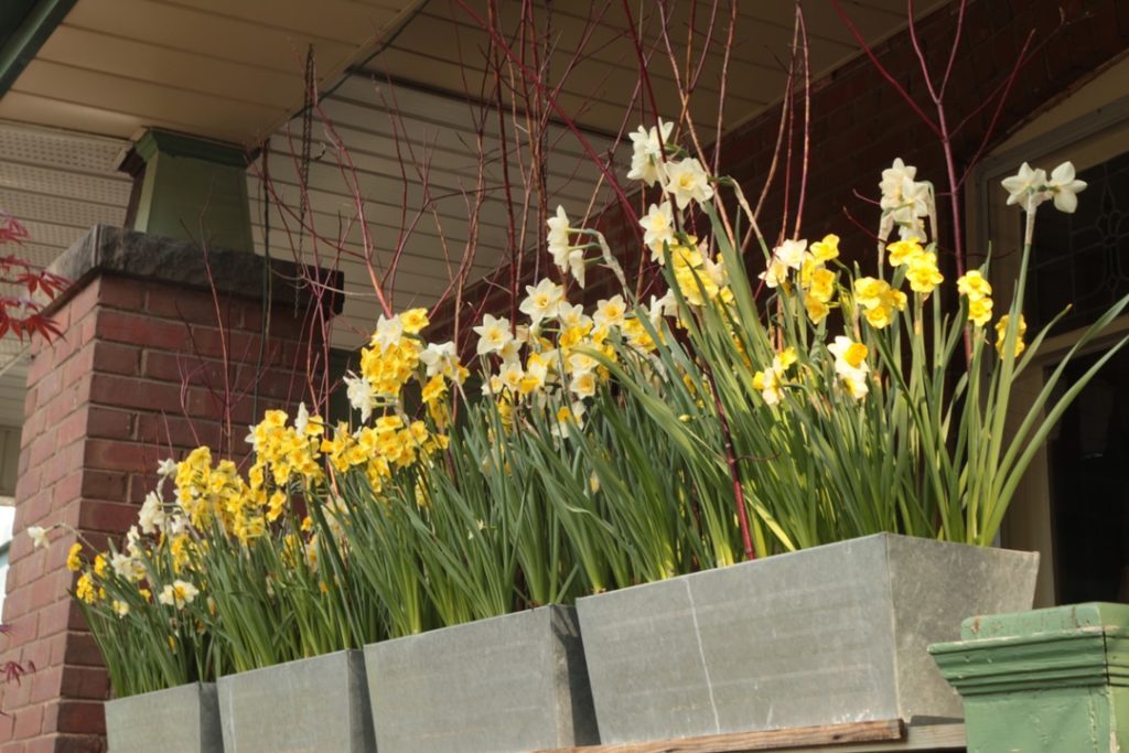 Forced spring bulbs in containers. (All photos by Dugald Cameron)
