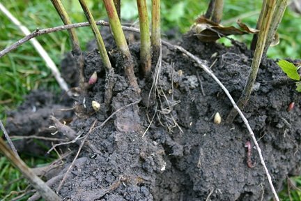 A freshly dug peony root.