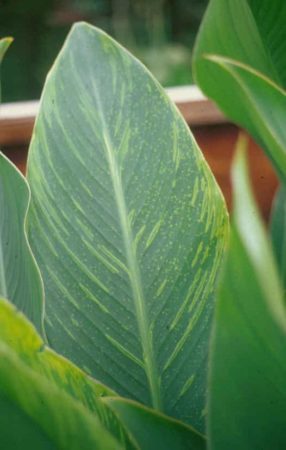 Early sign of virus on canna