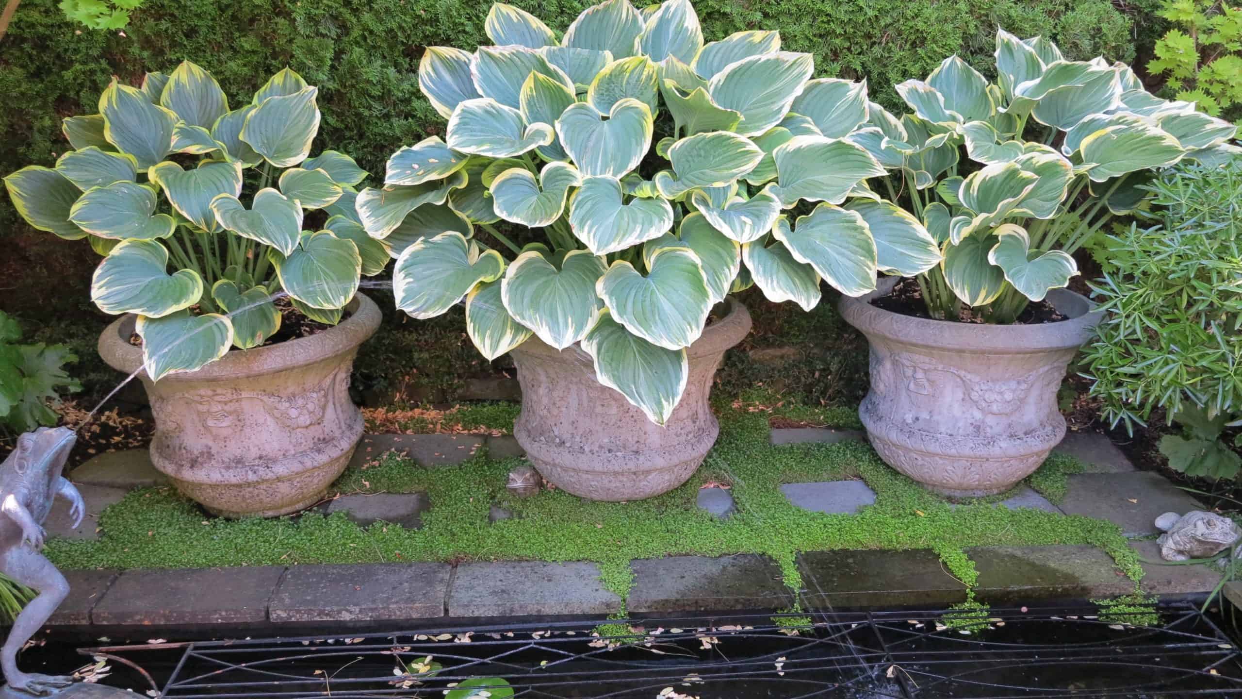 Hostas are easy to overwinter in containers.